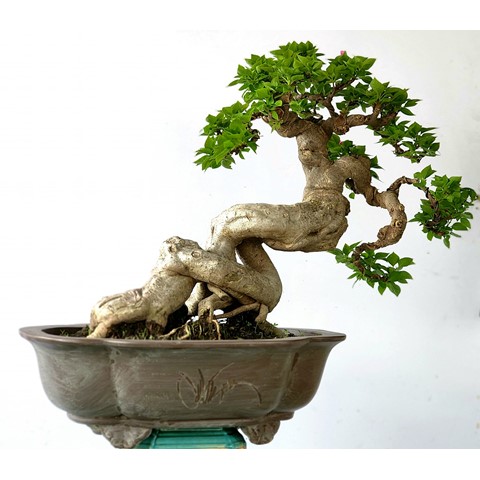 Cây hoa giấy mỹ